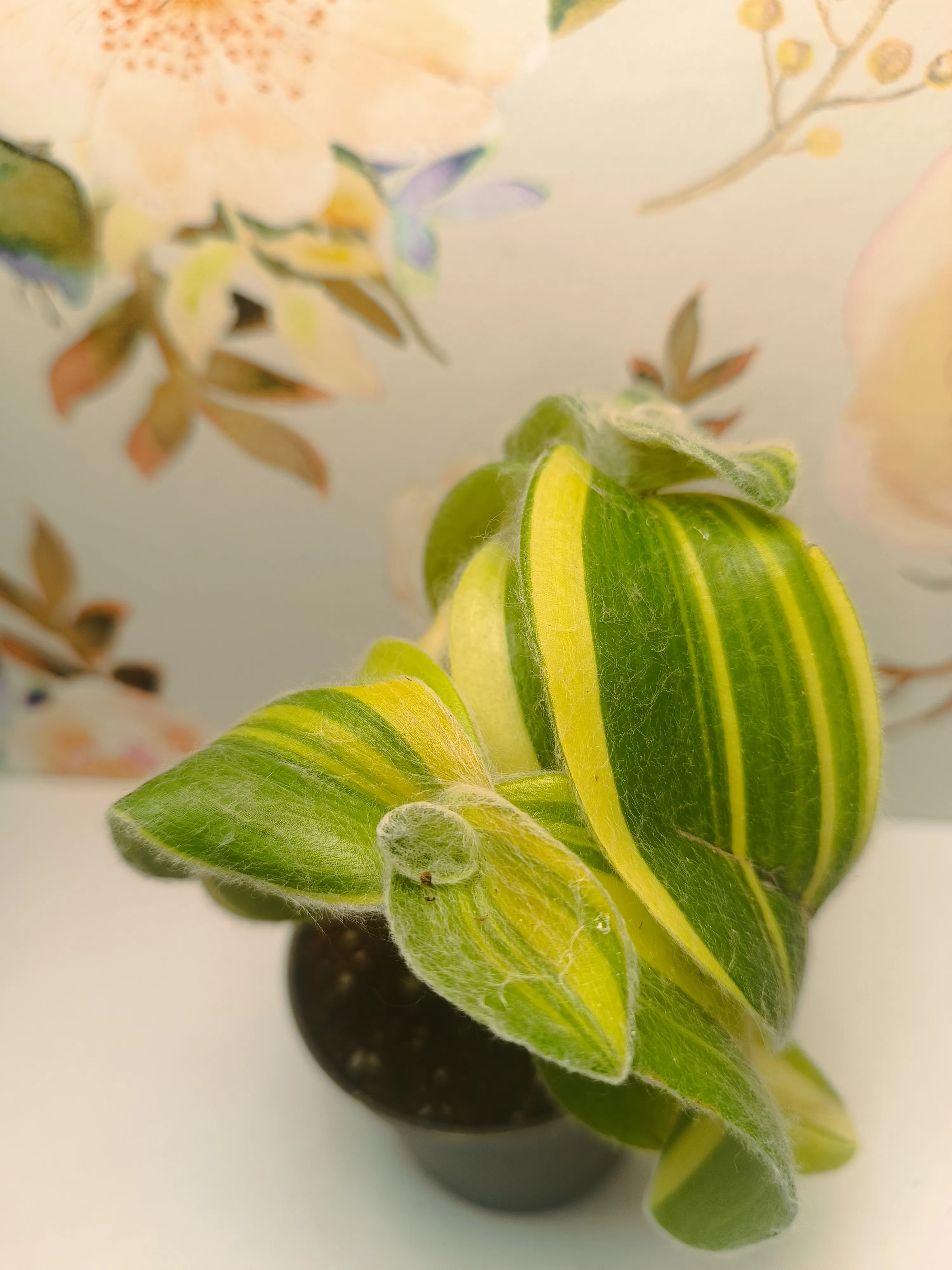 Tradescantia sillamontana variegata baby
