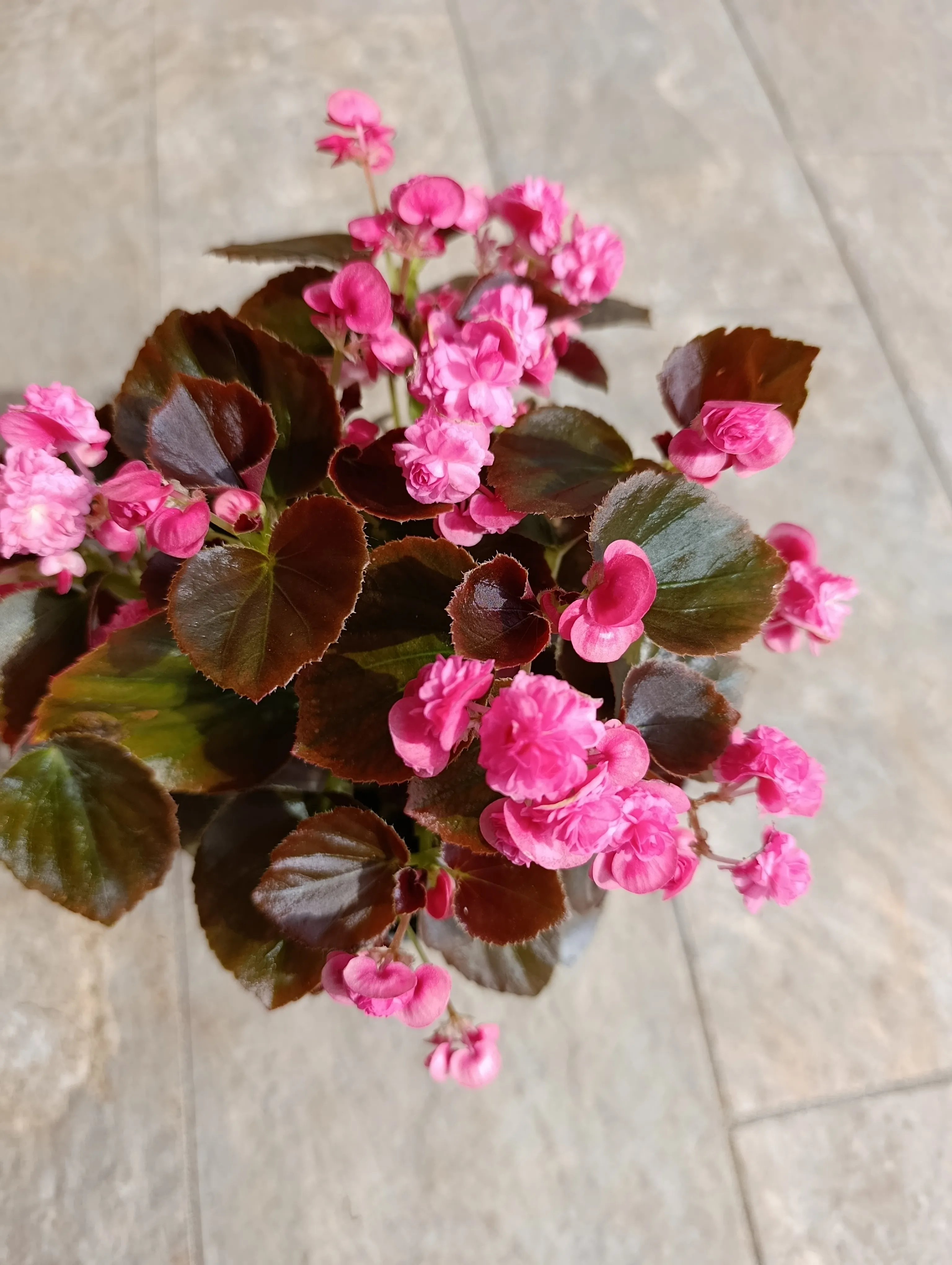 Doublet Rose Begonia