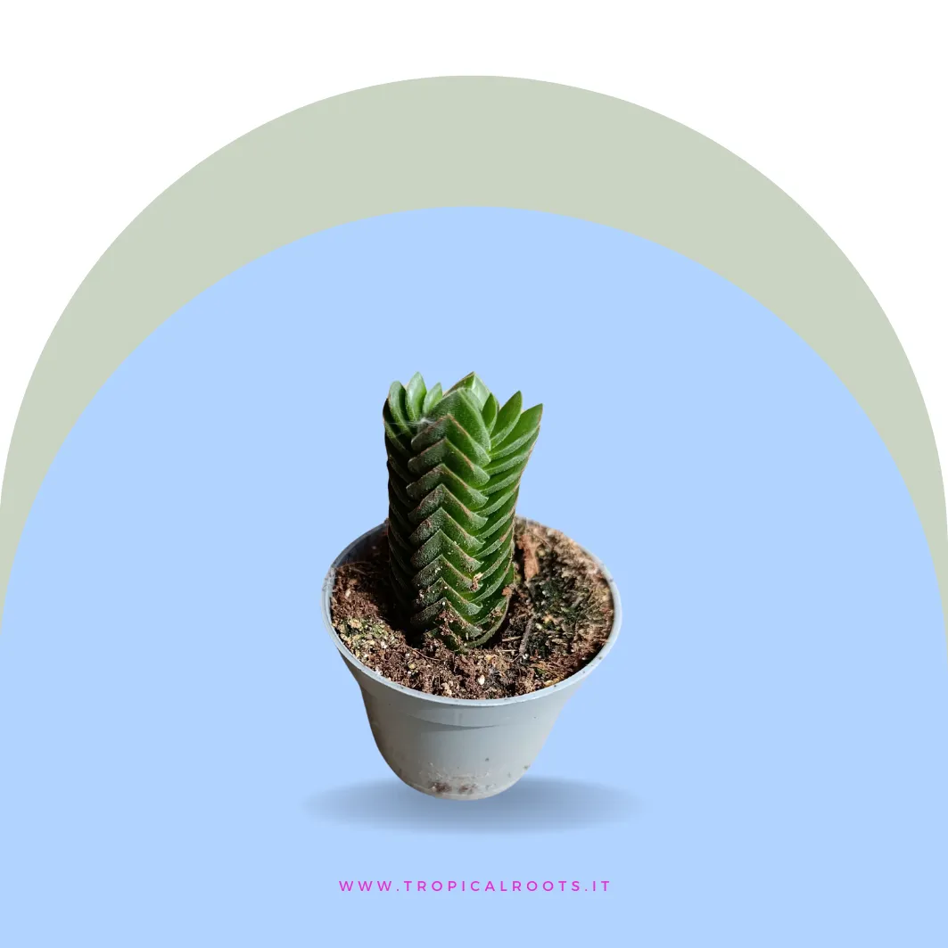 Crassula 'Tempio di Buddha'