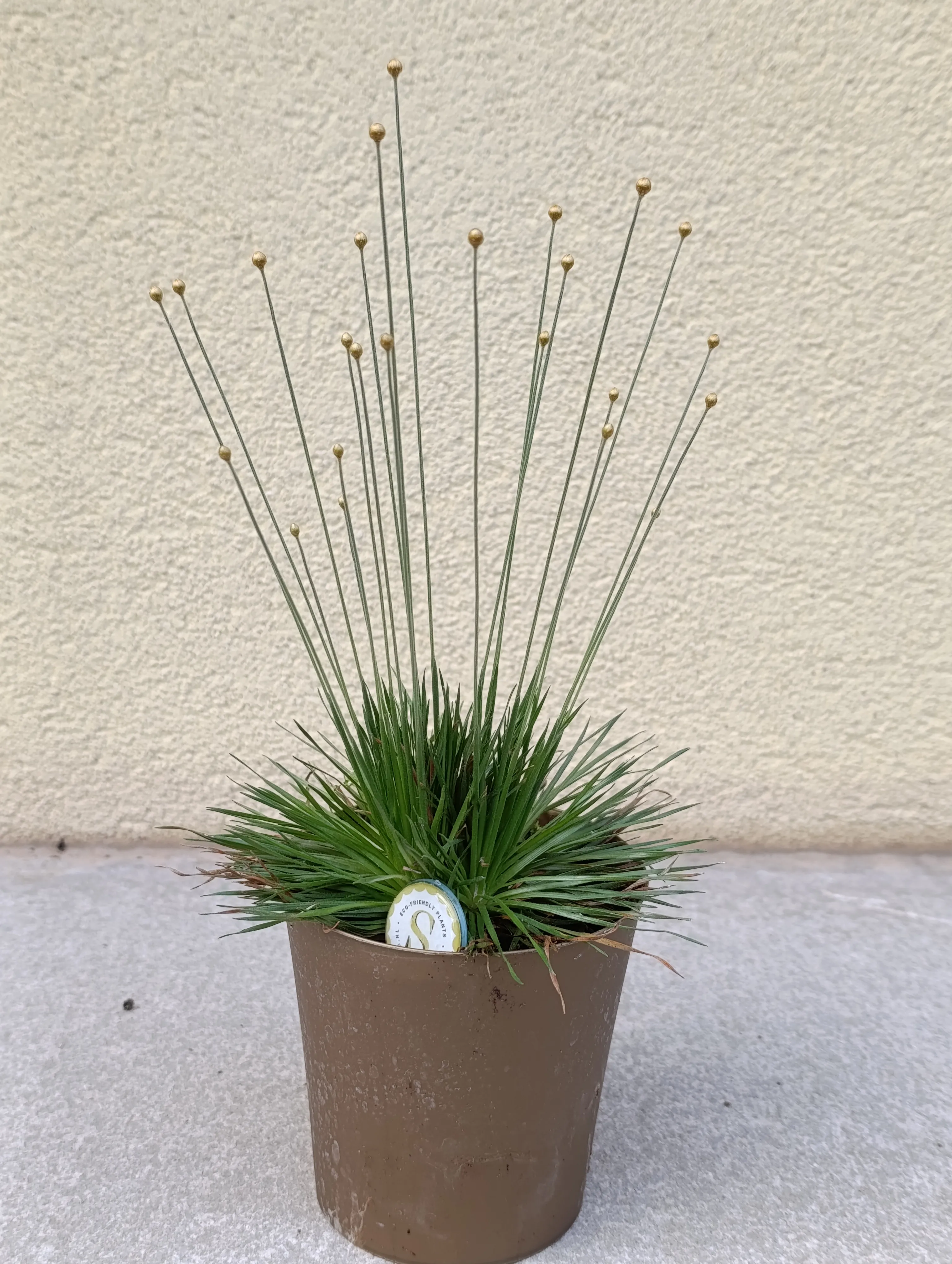 Syngonanthus chrysanthus Mikado