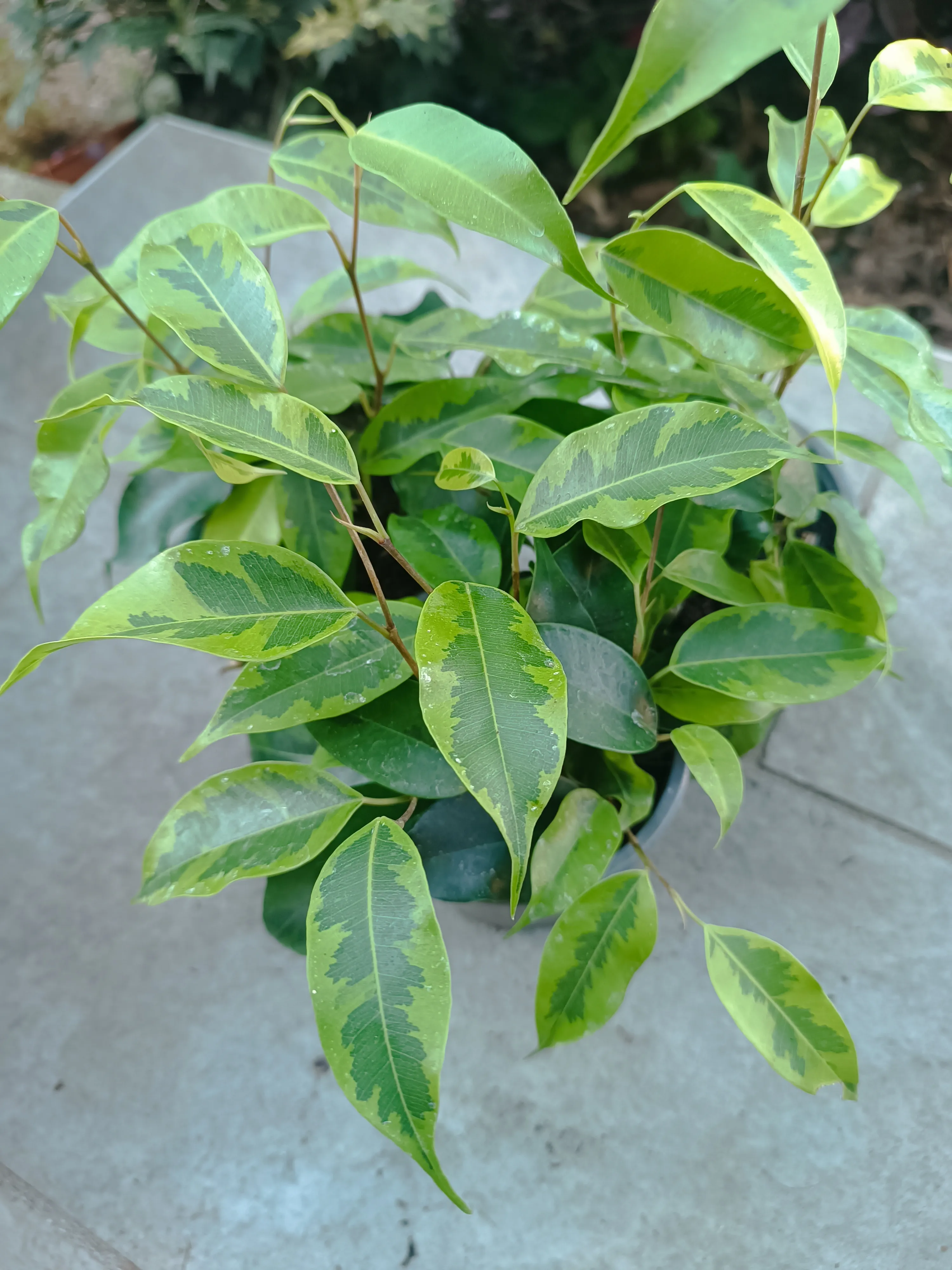  Ficus benjamina 'Anastasia' baby