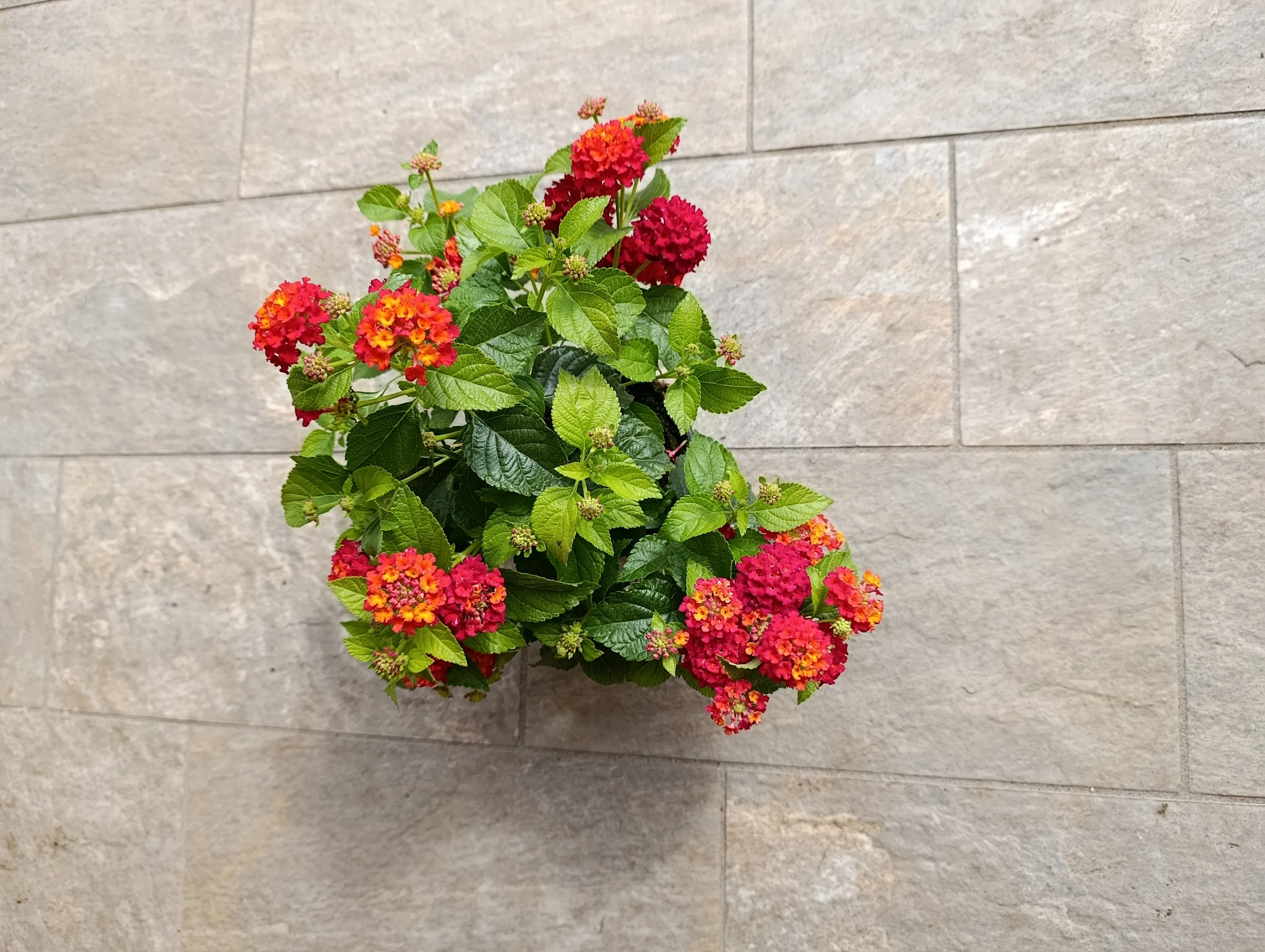Lantana camara