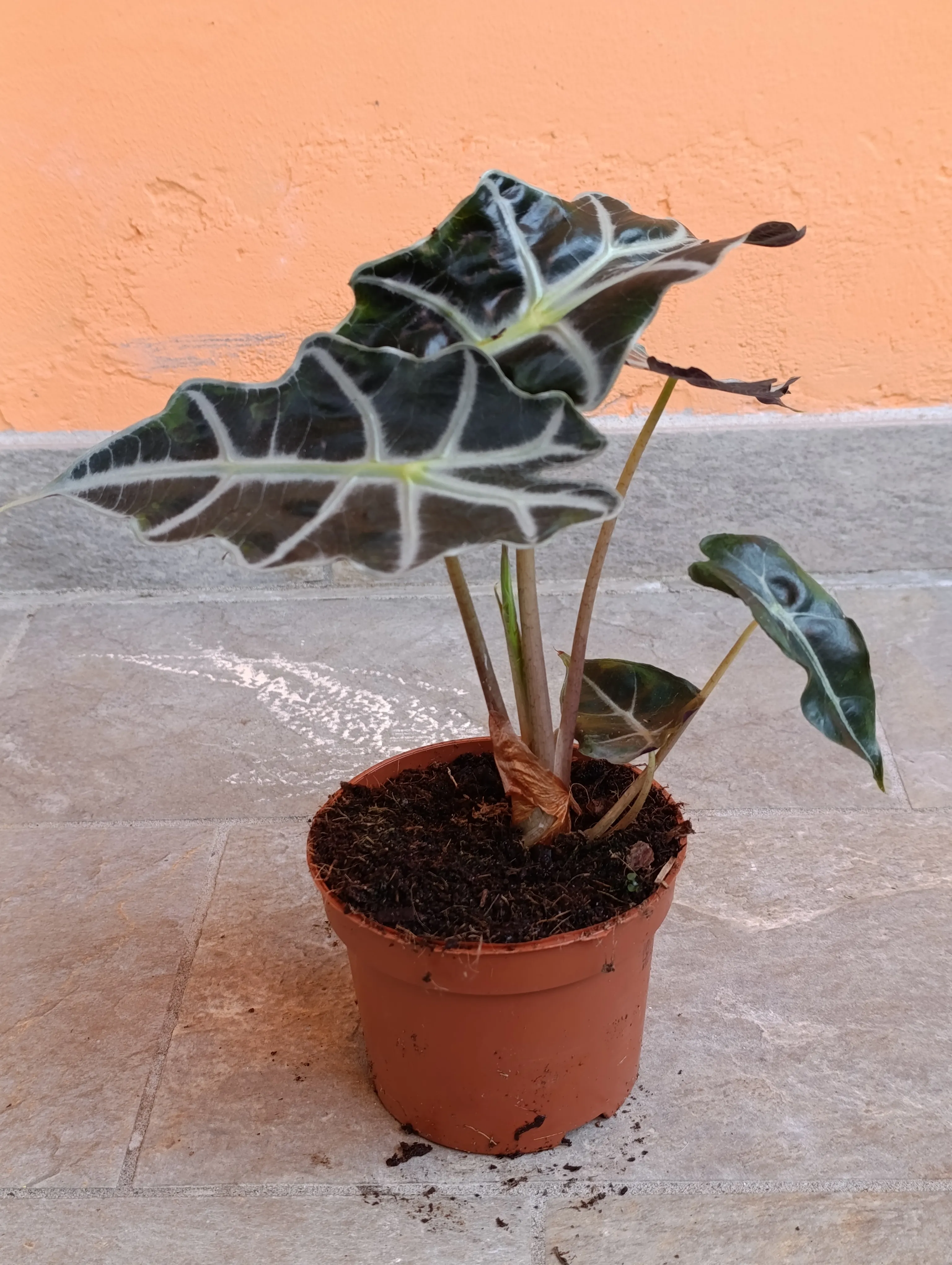 Alocasia Amazzonica