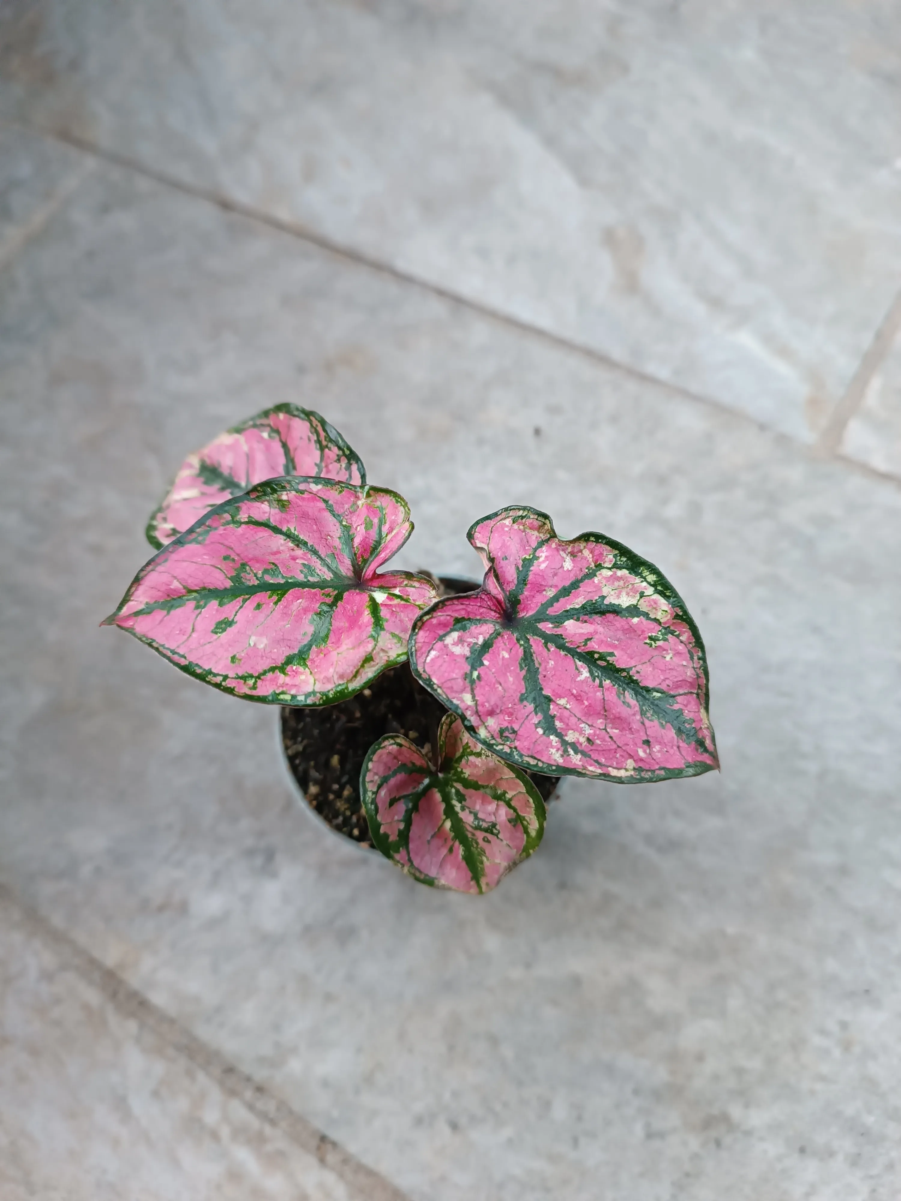 Caladium Purple Light