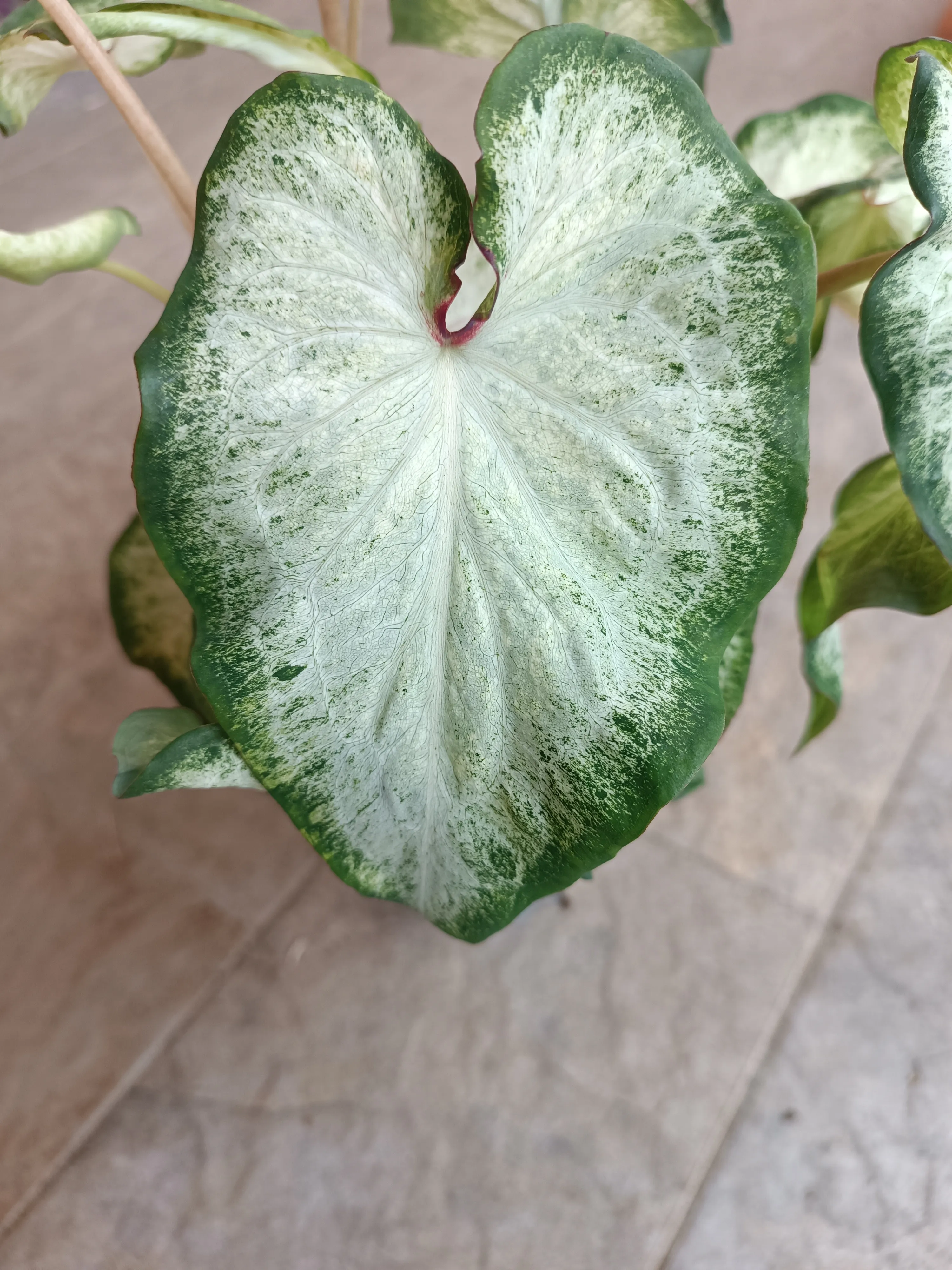 Caladium Peppermint