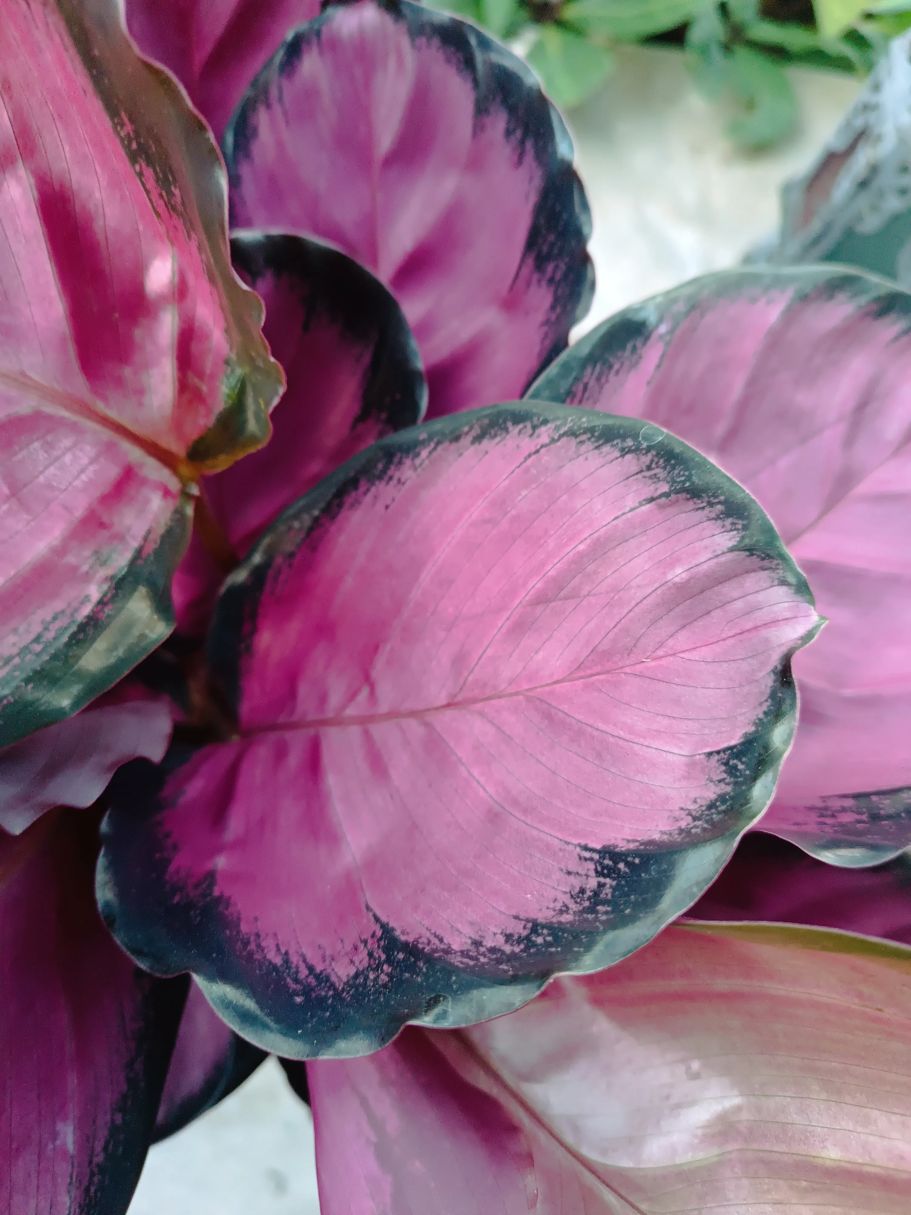 Calathea roseopicta rosy
