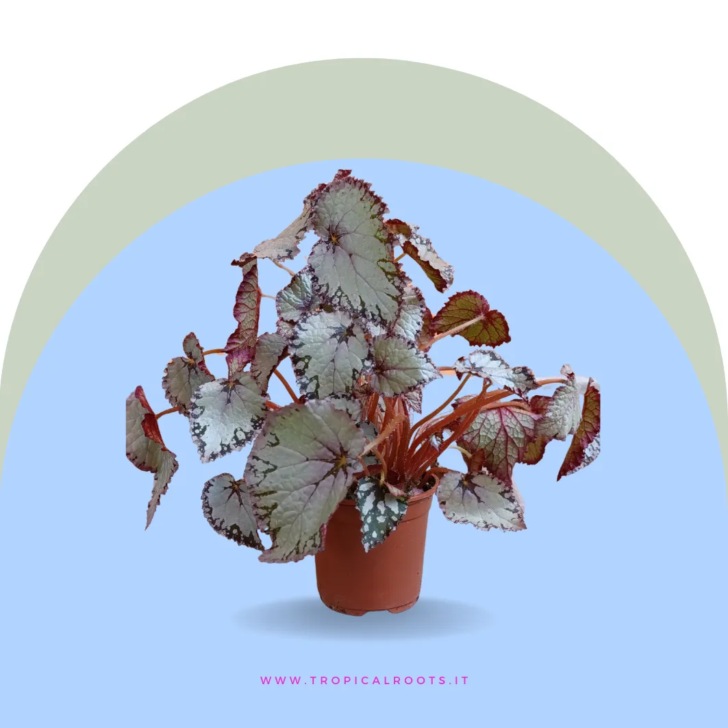 Begonia Rex 'Bolero'