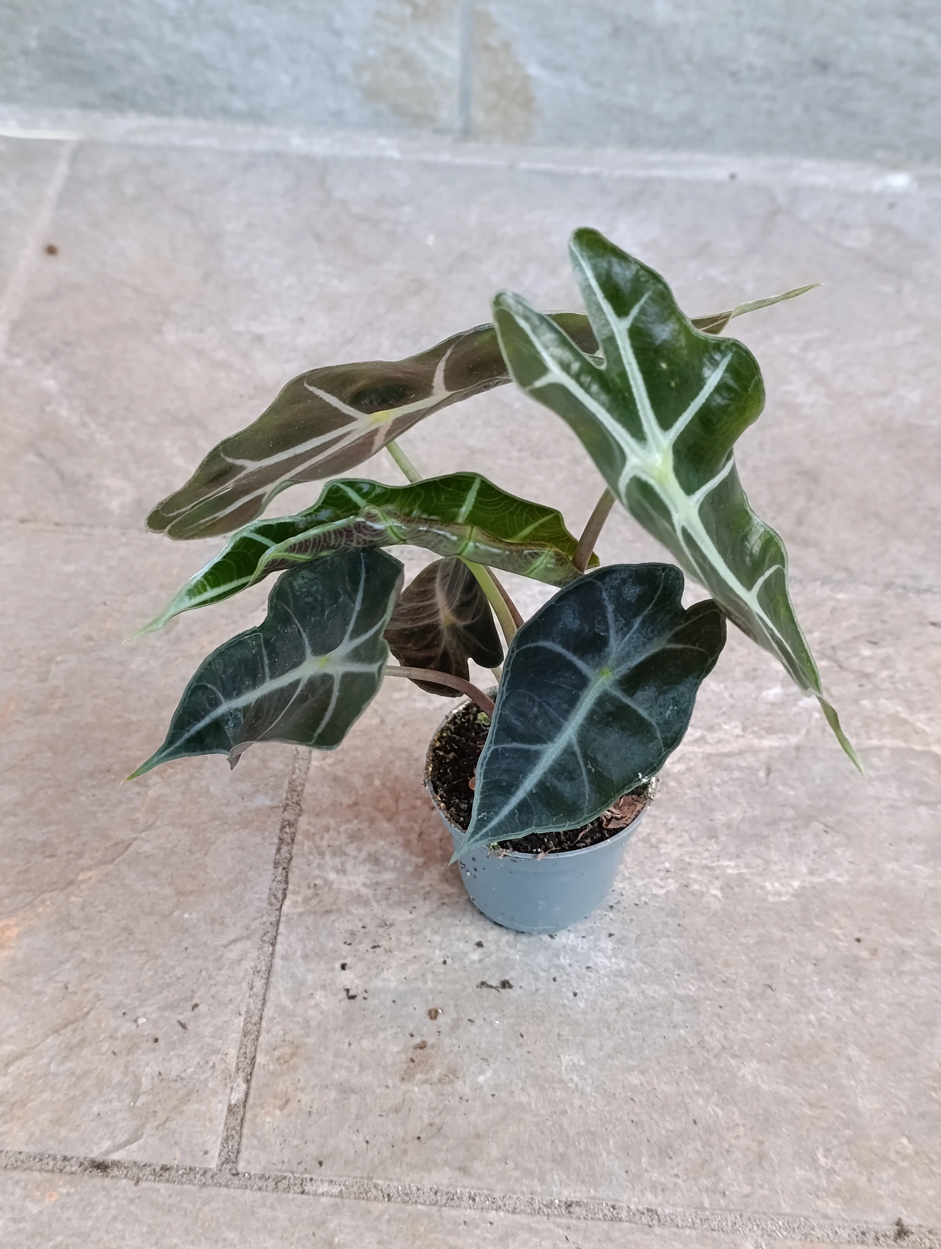 Alocasia Amazzonica baby