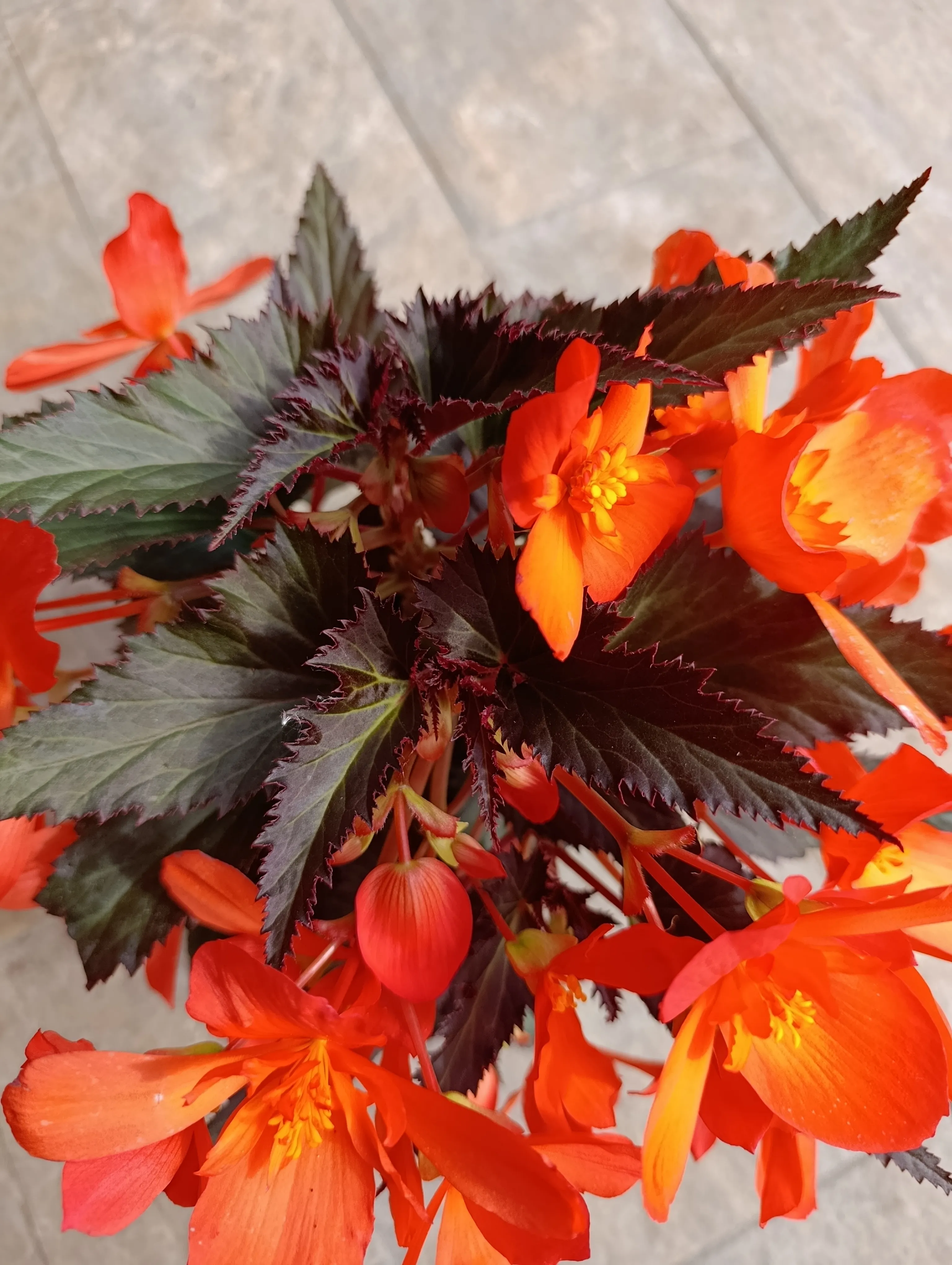 Begonia boliviensis