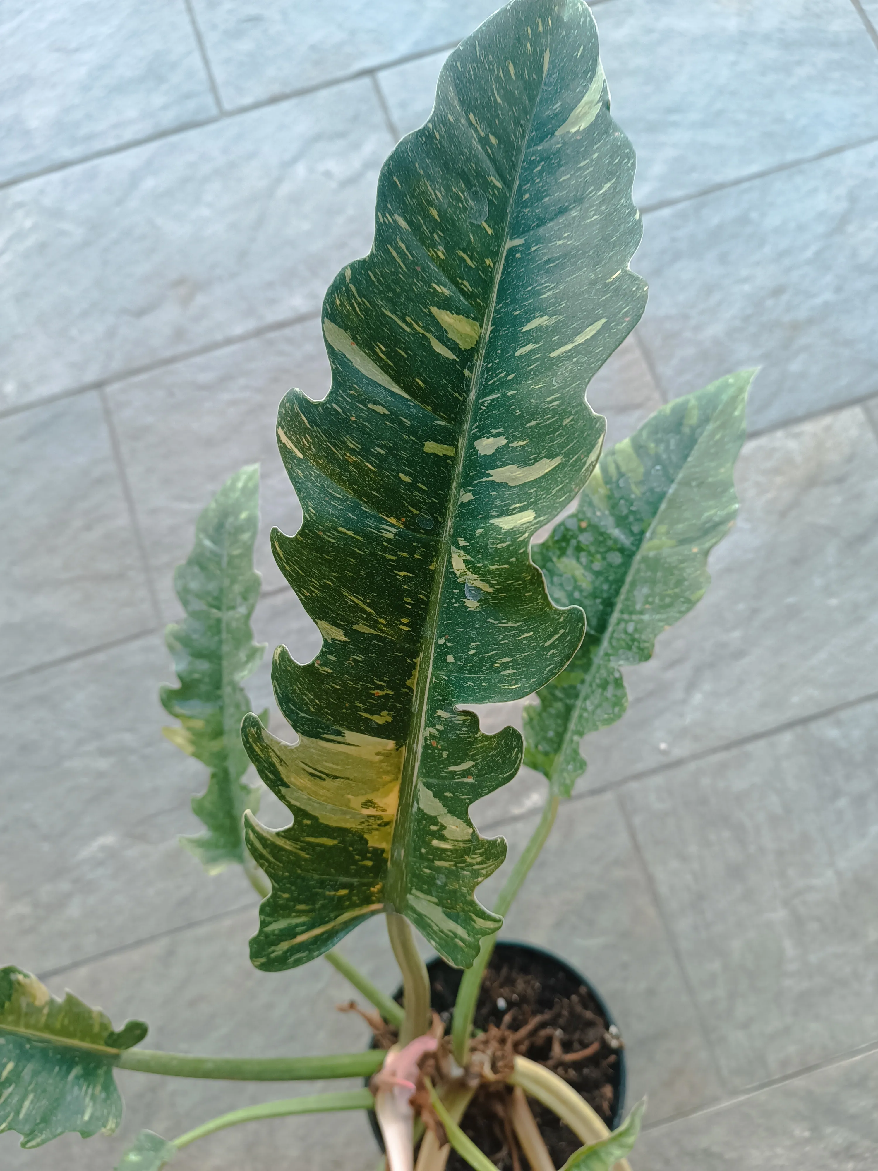 Philodendron 'Ring of fire' big