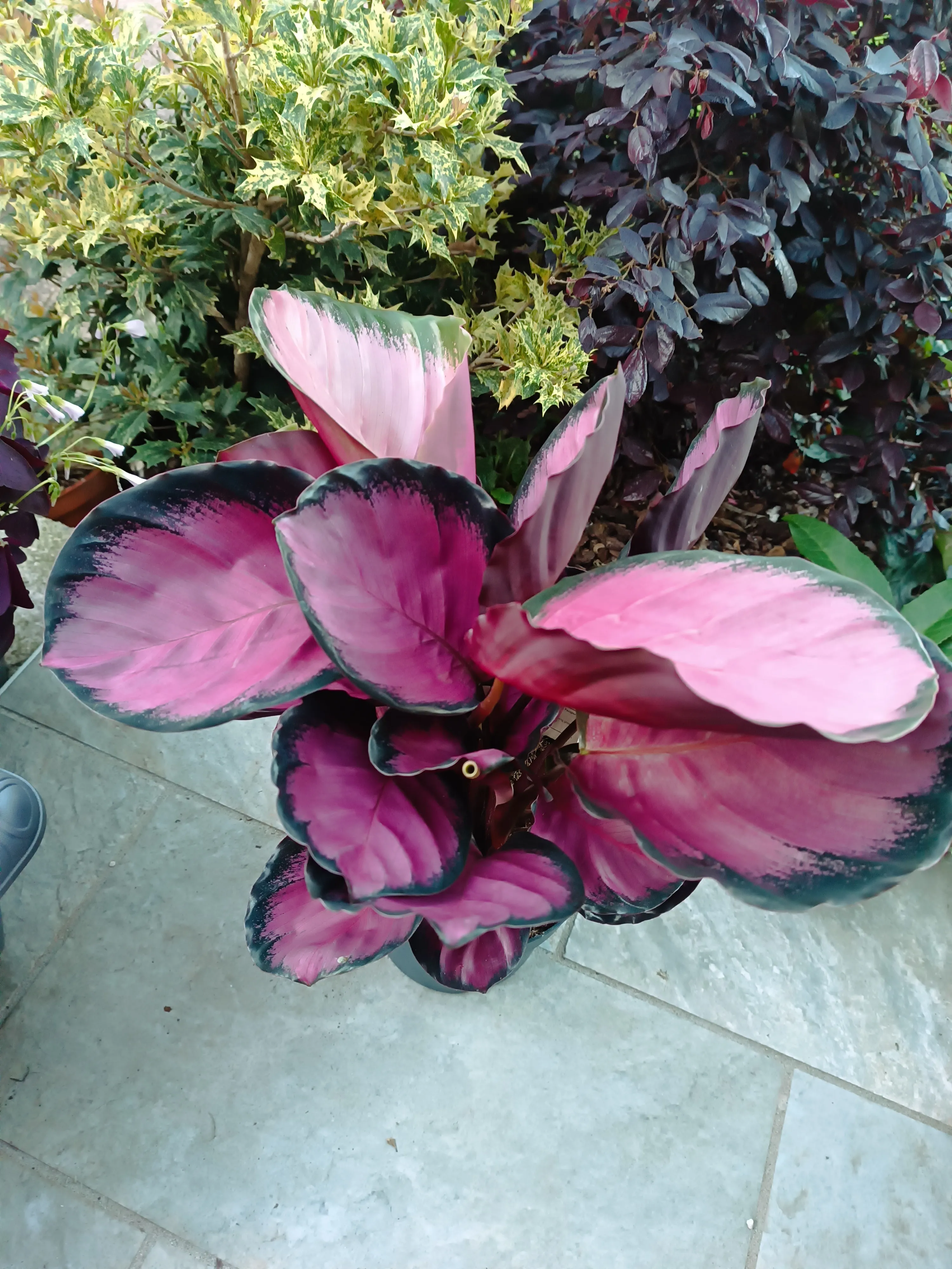 Calathea roseopicta rosy