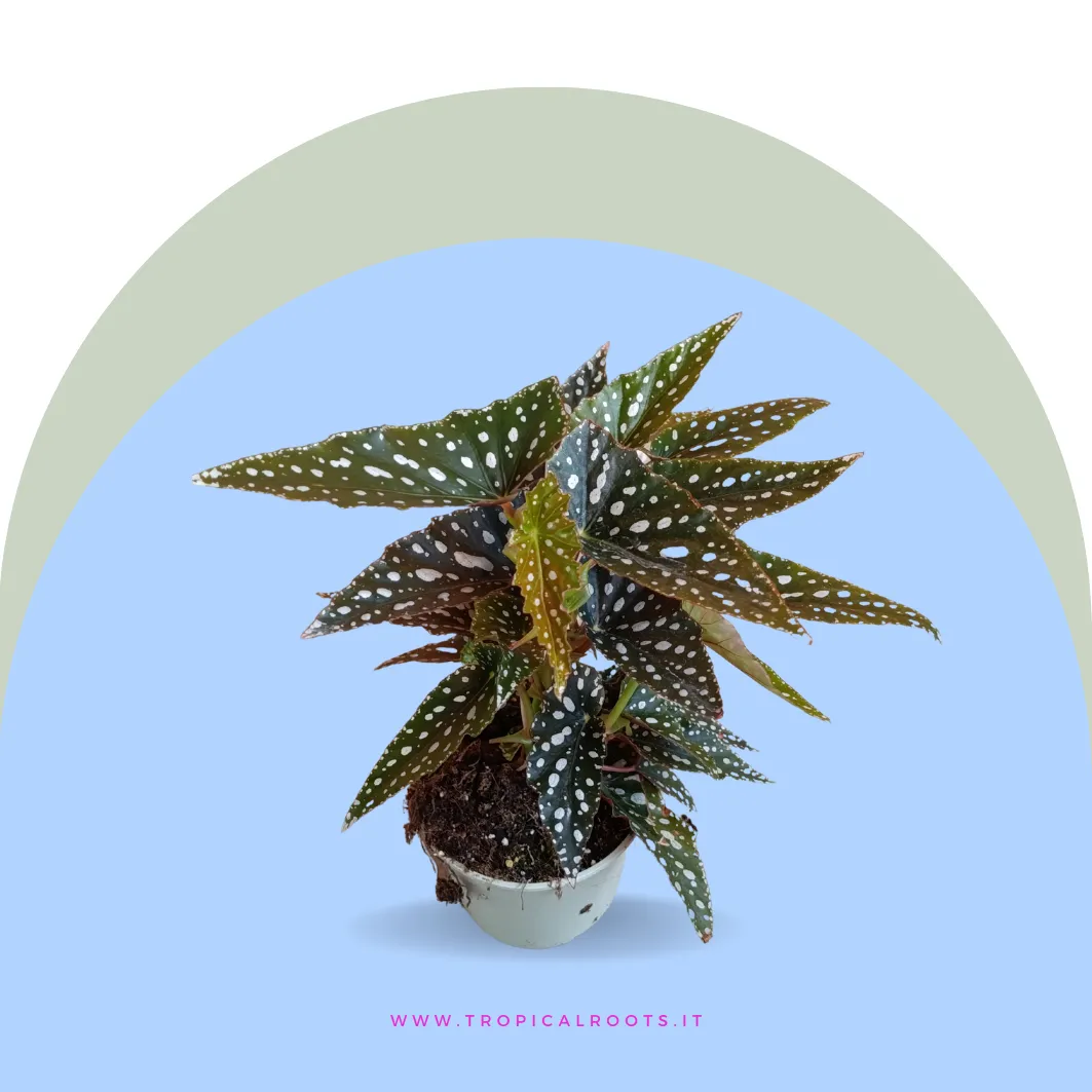 Begonia Maculata Grande 