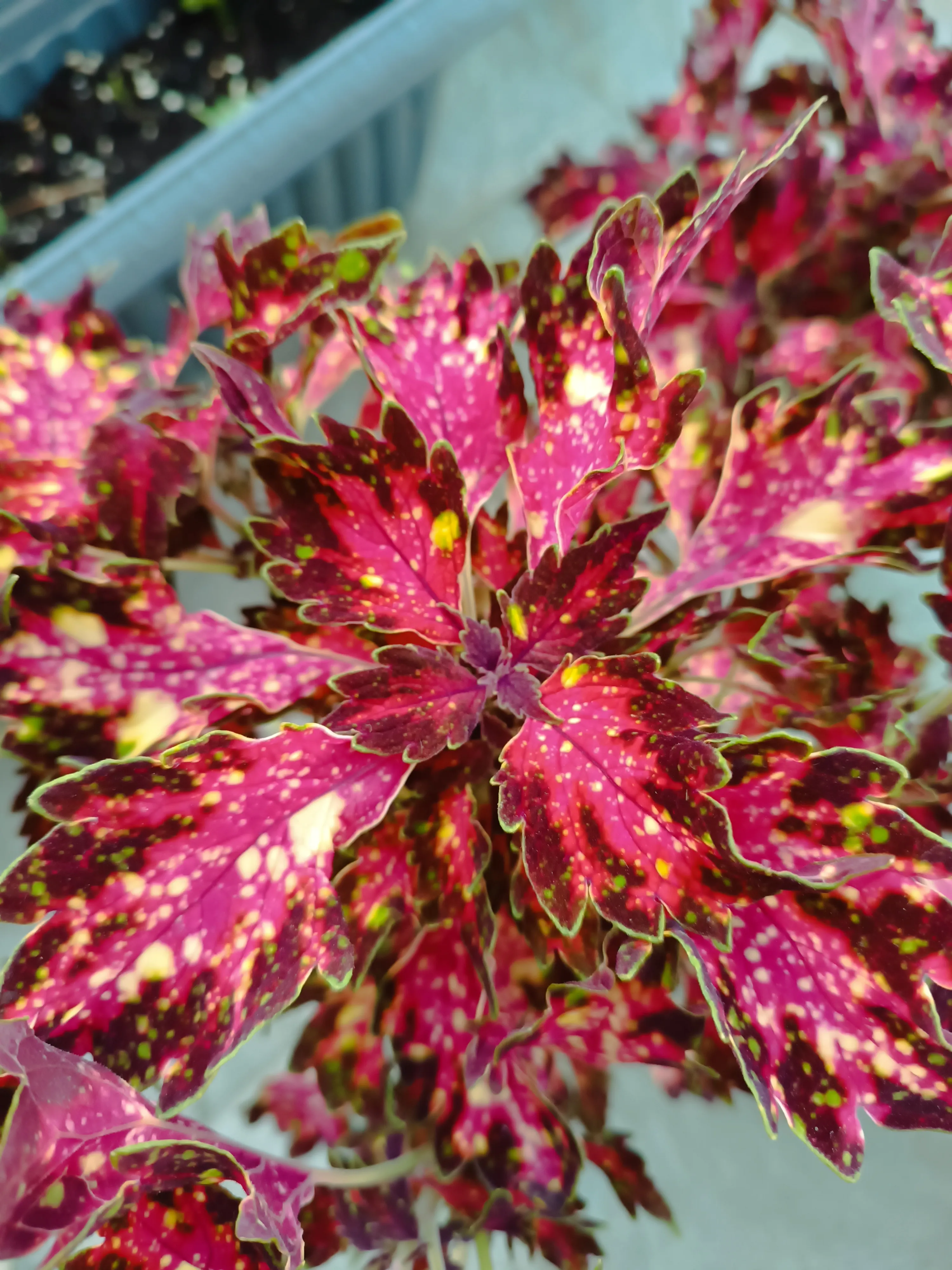 Coleus Costellation 
