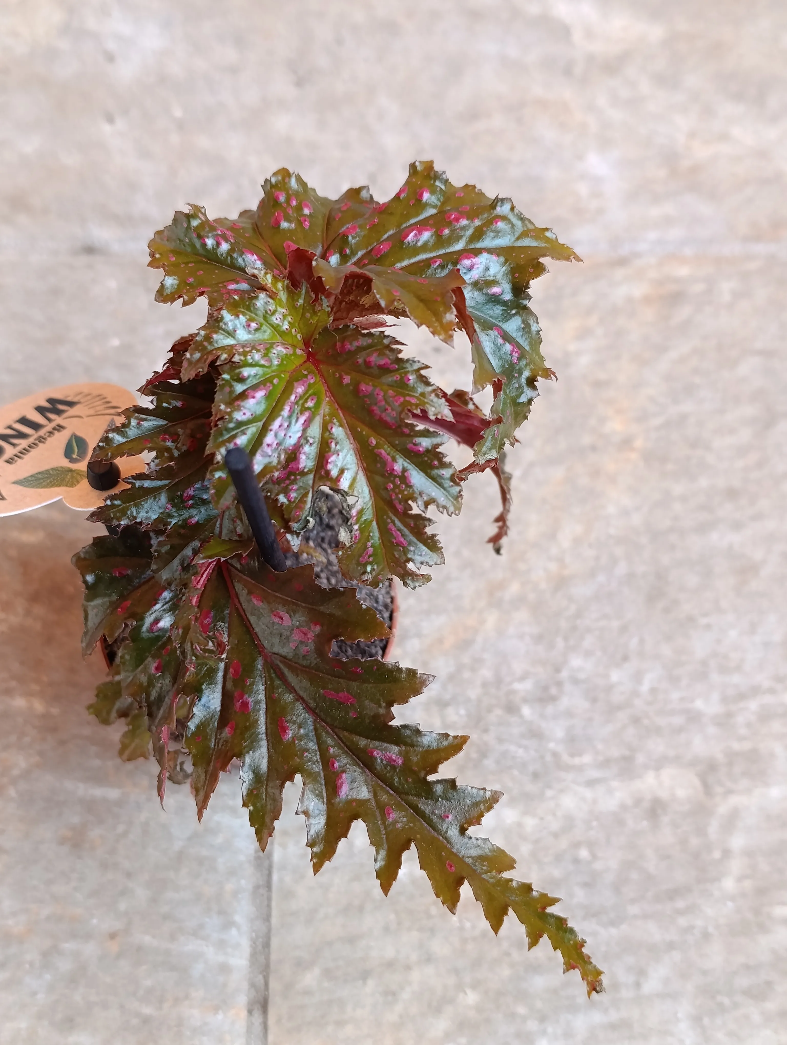 Begonia Serratipetala