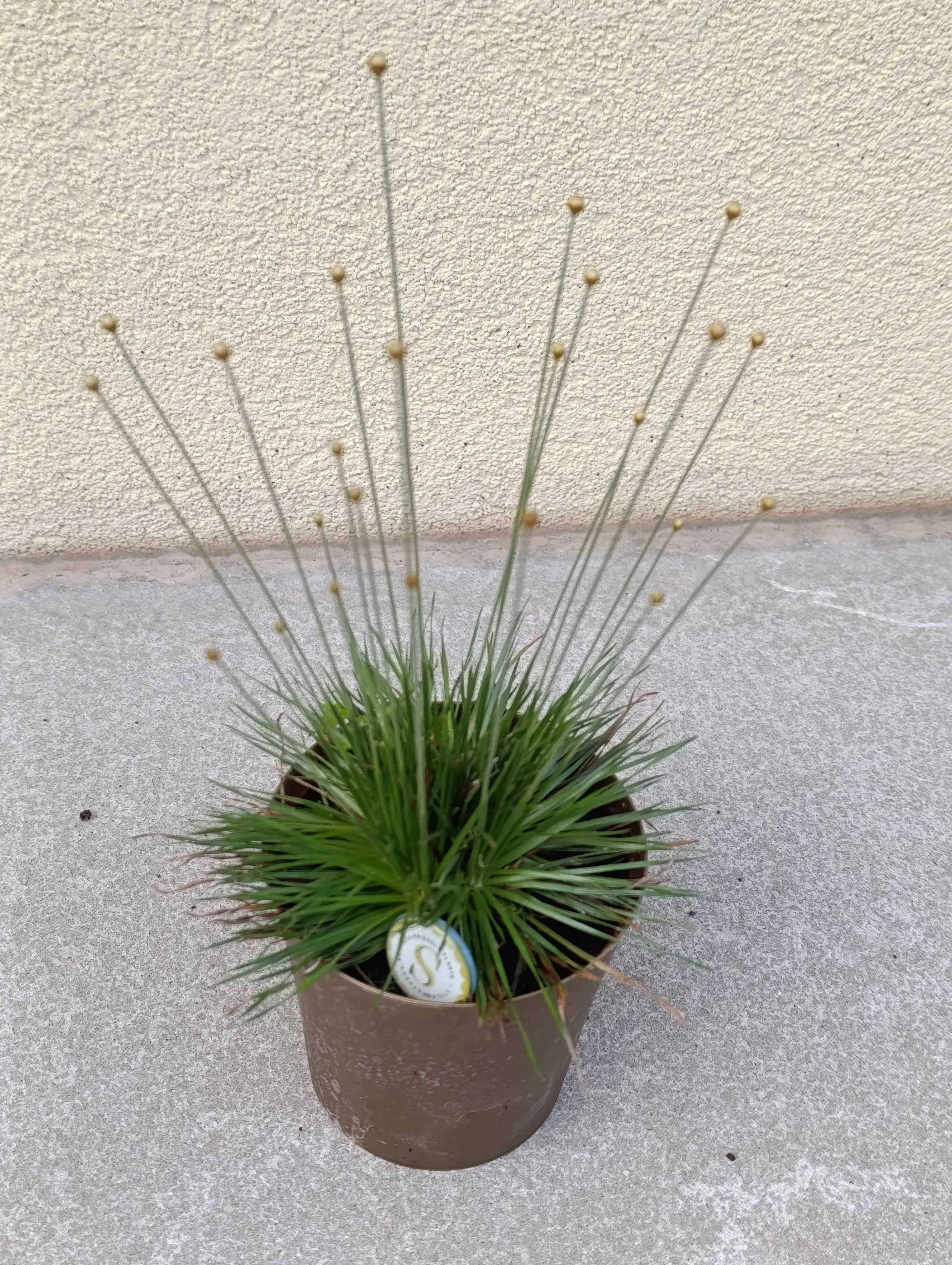 Syngonanthus chrysanthus Mikado