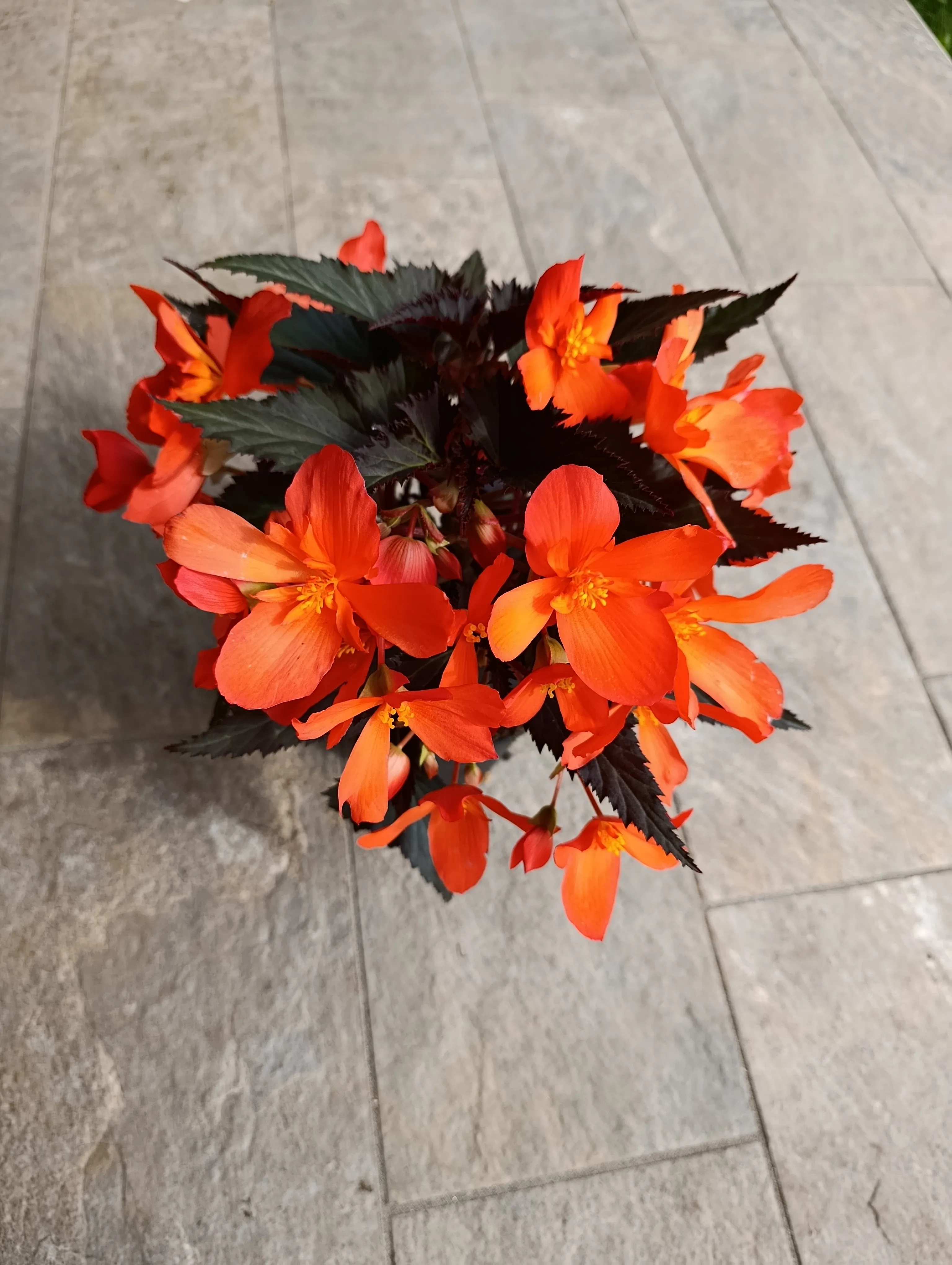Begonia boliviensis