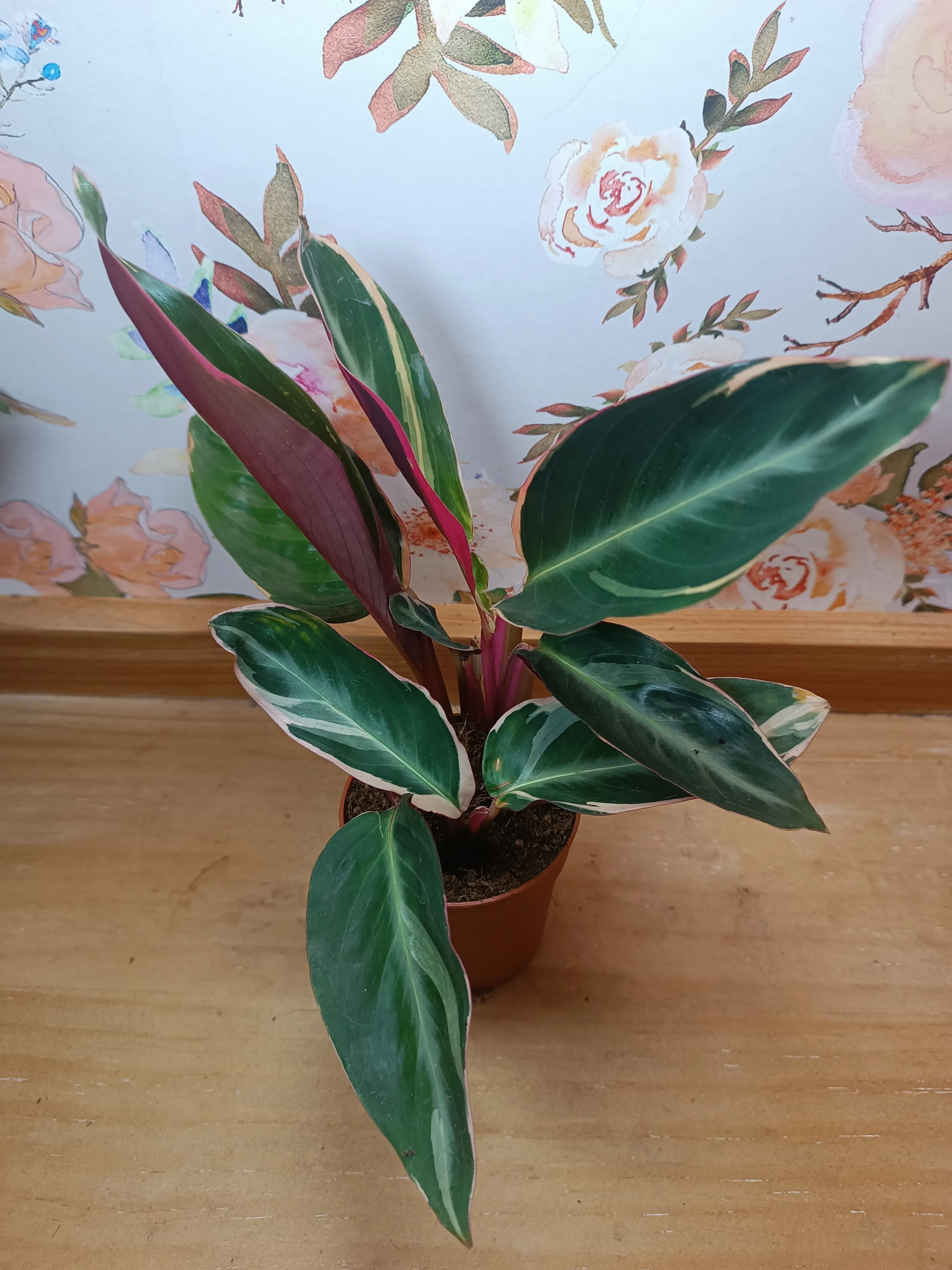 Calathea Stromanthe Triostar baby