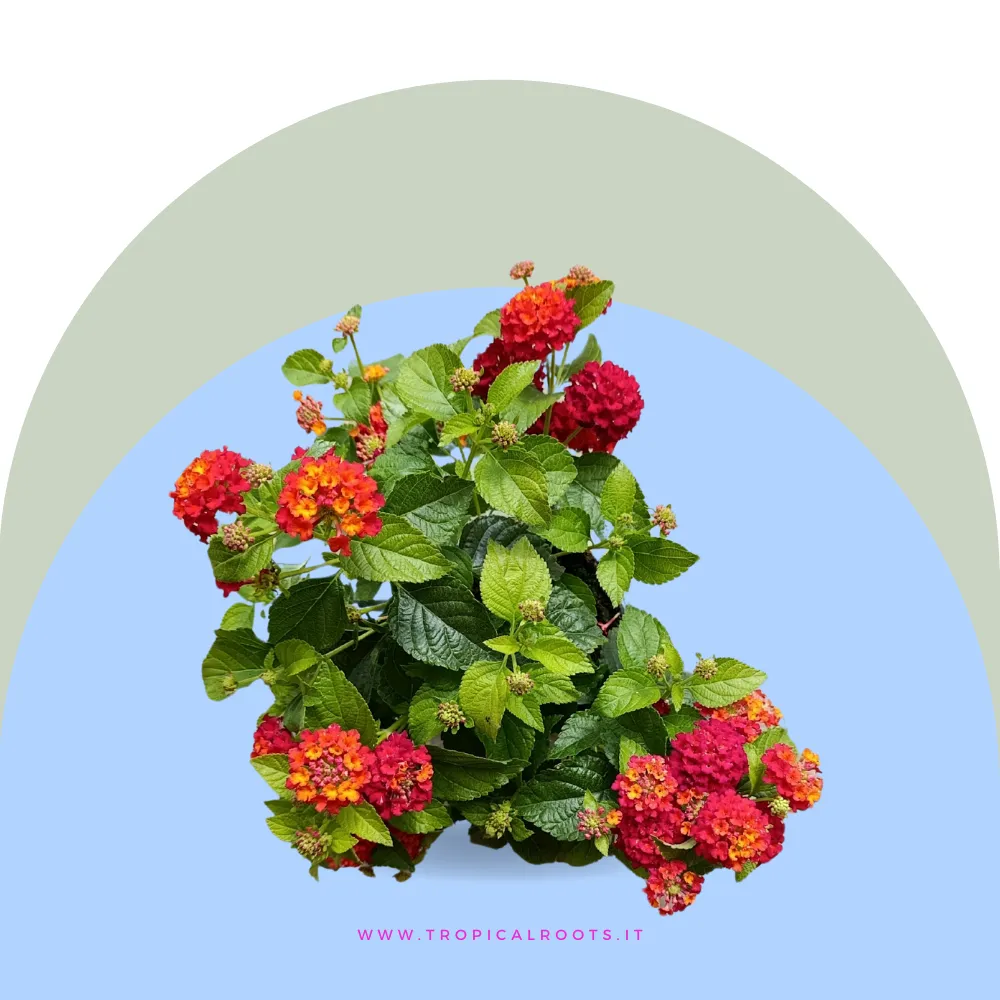 Lantana camara