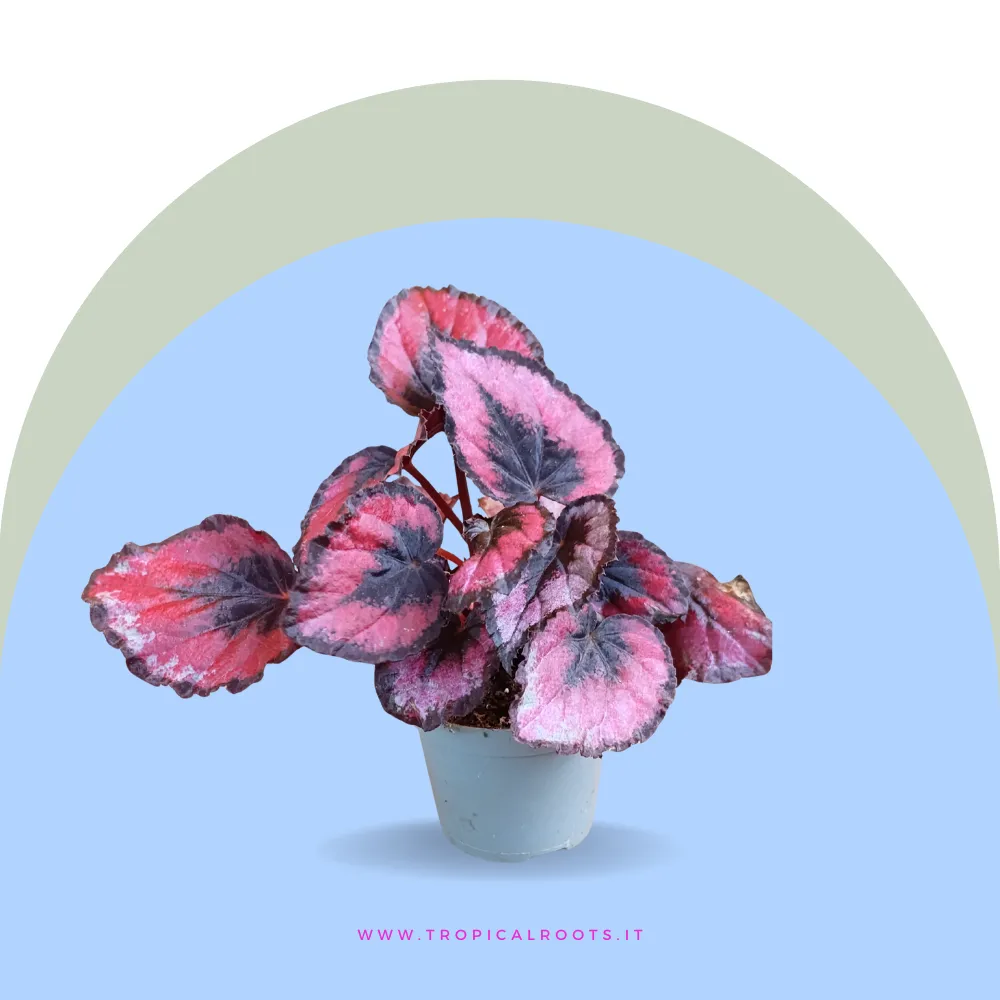 Begonia inca night baby