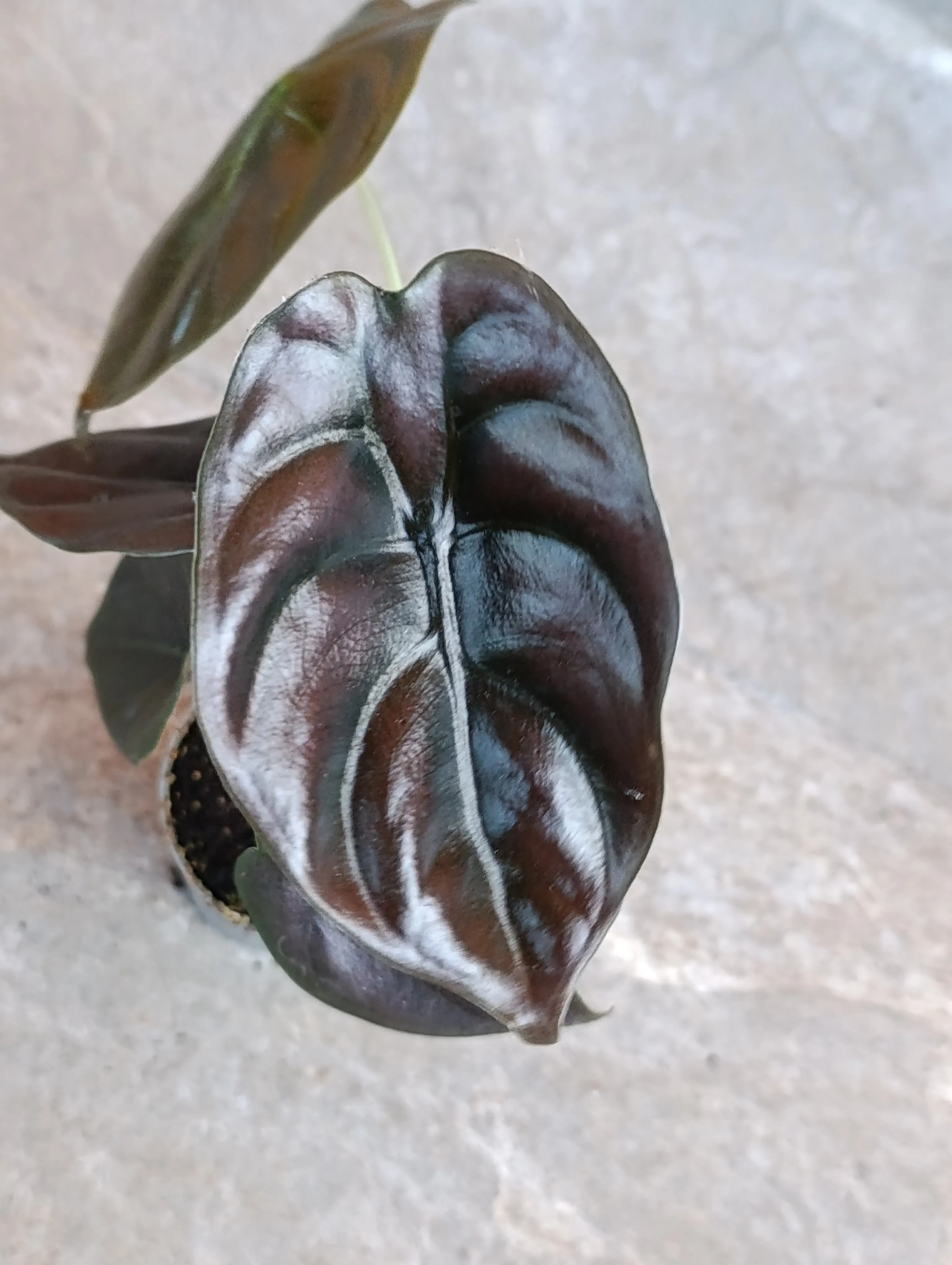 Alocasia Cuprea 