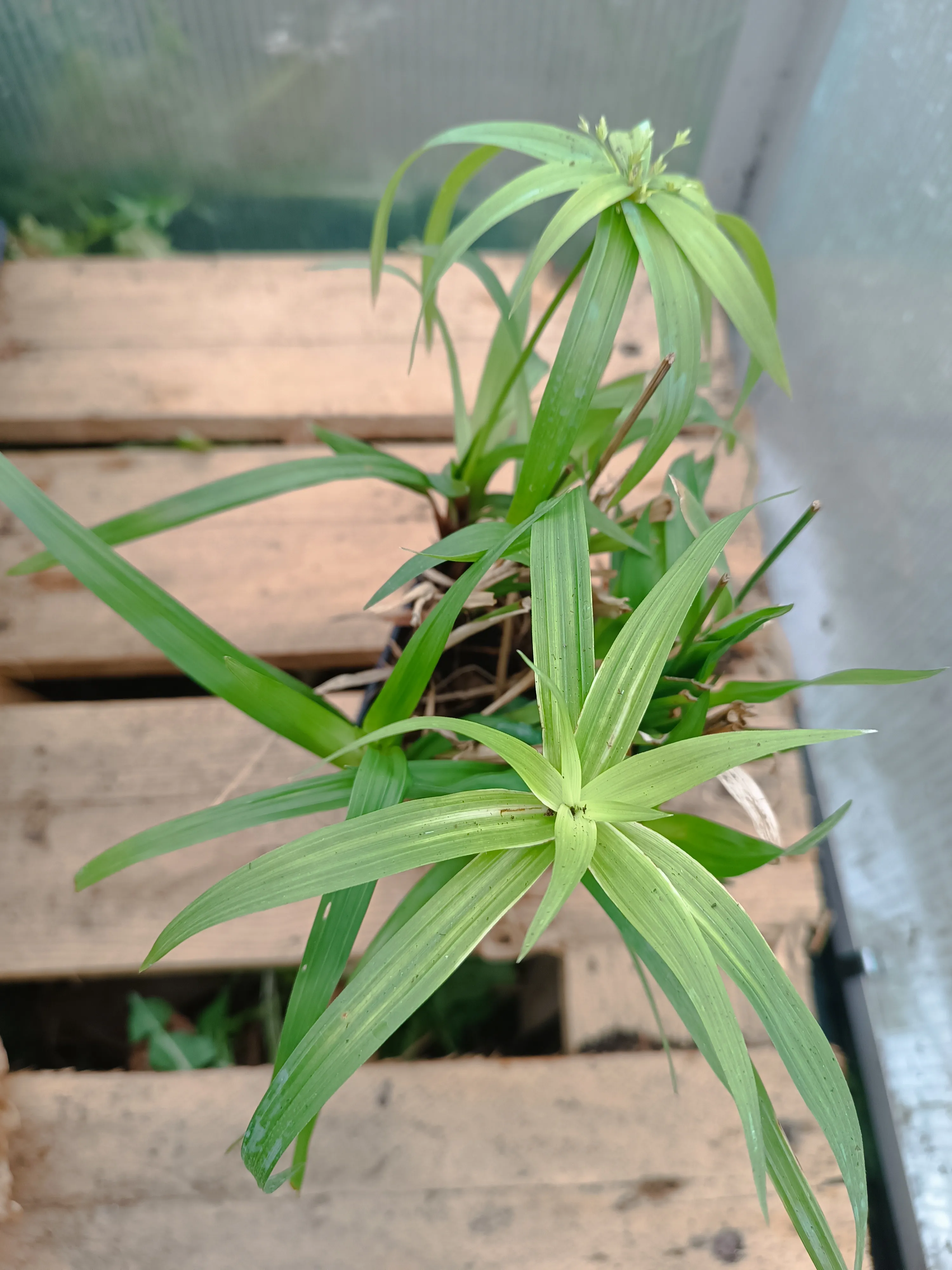 Cyperus alternifolius 'Falso papiro'