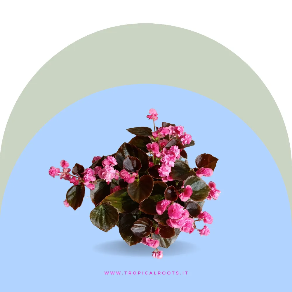 Doublet Rose Begonia