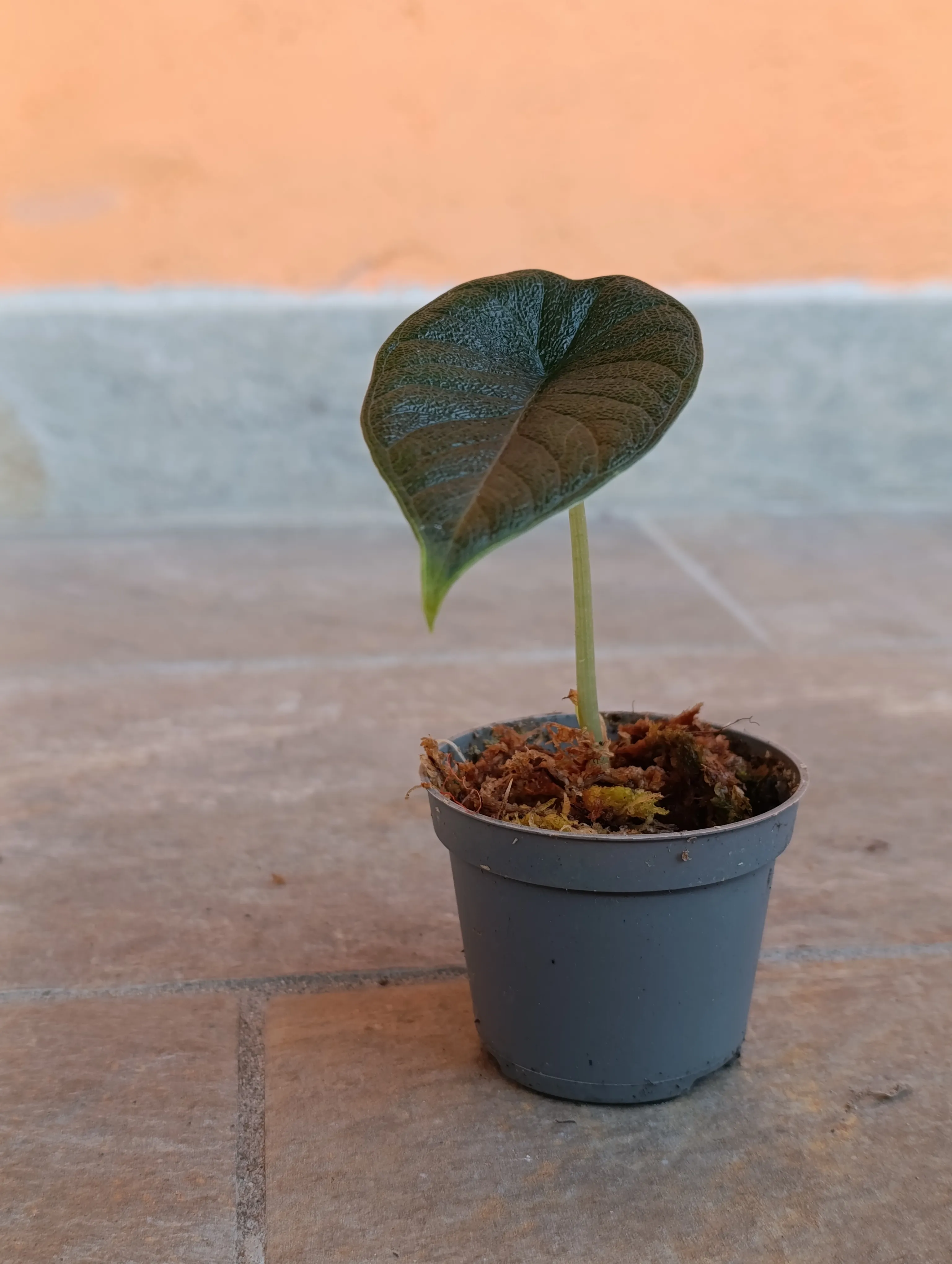 Alocasia Melo baby