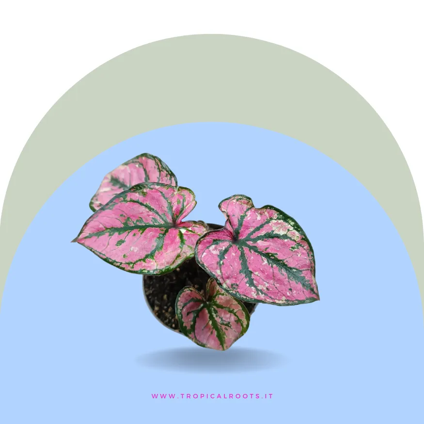 Caladium Purple Light
