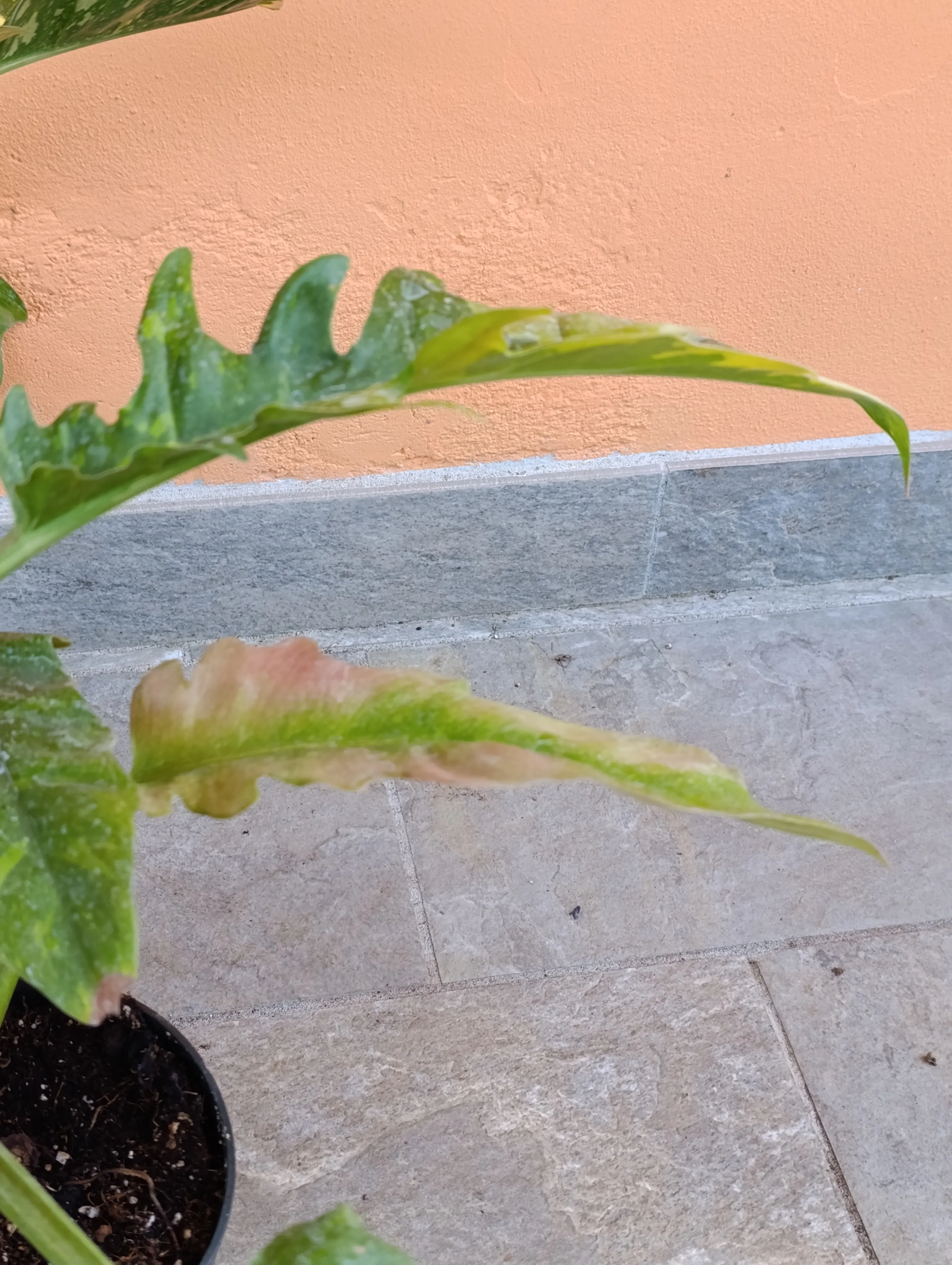 Philodendron 'Ring of fire' big