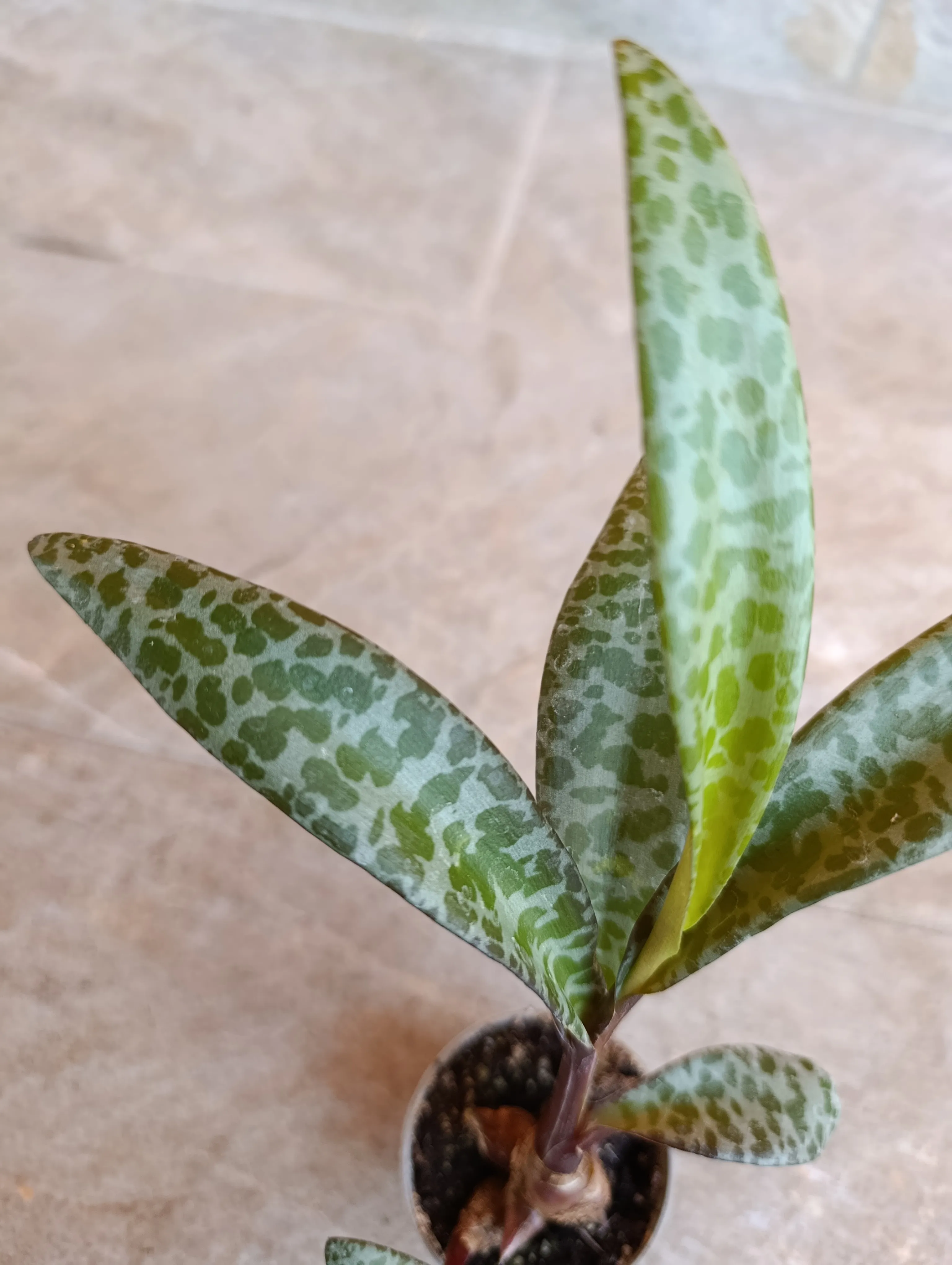 Ledebouria