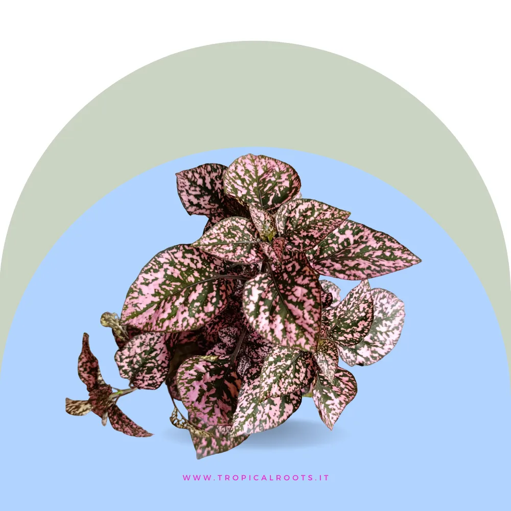 Hypoestes phyllostachya