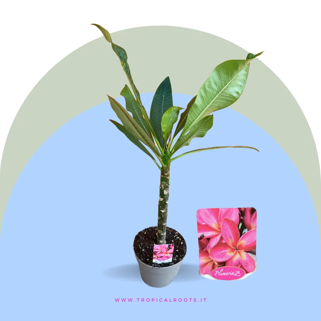 Plumeria rubra