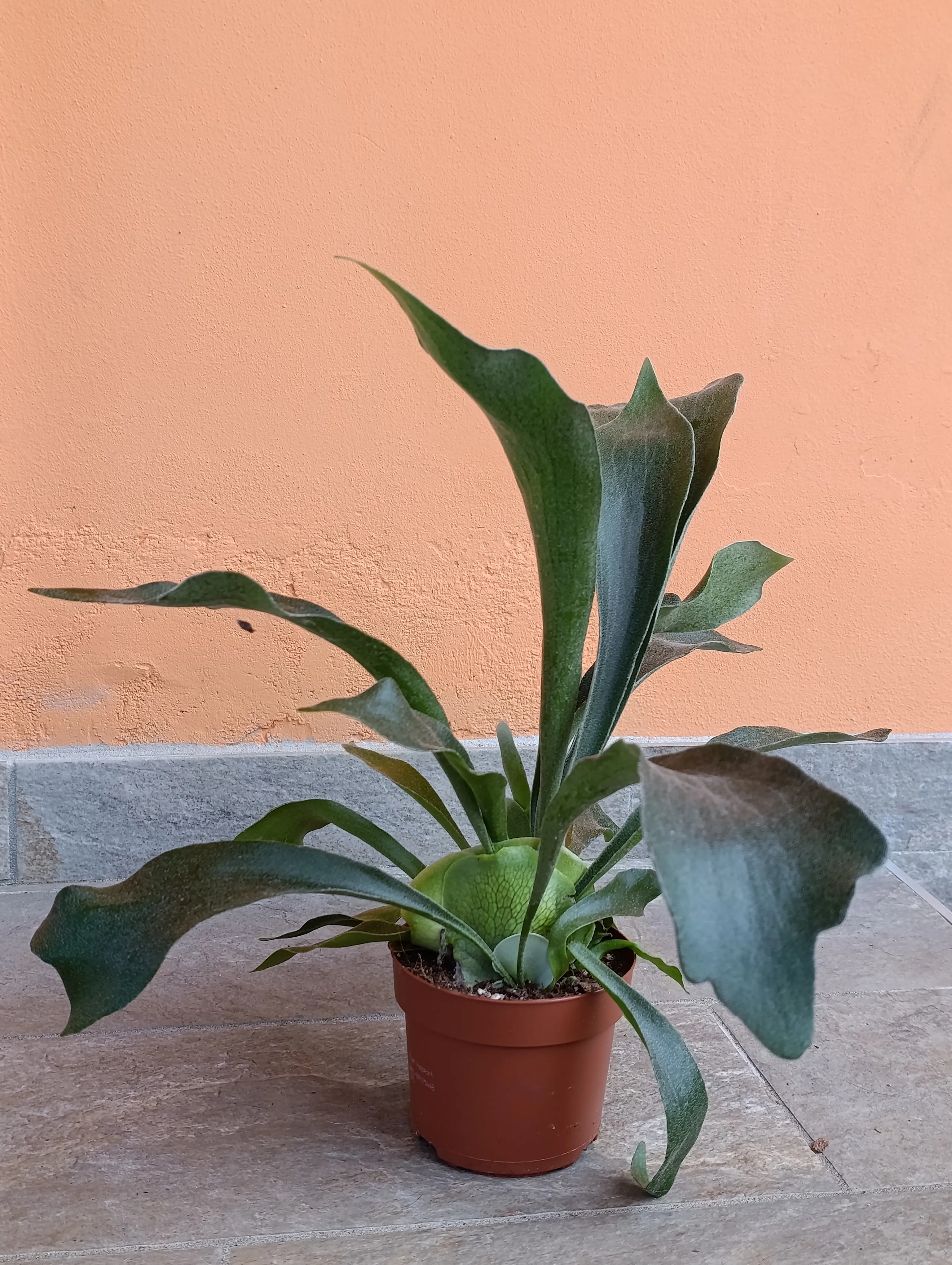 Platycerium Biforcatum