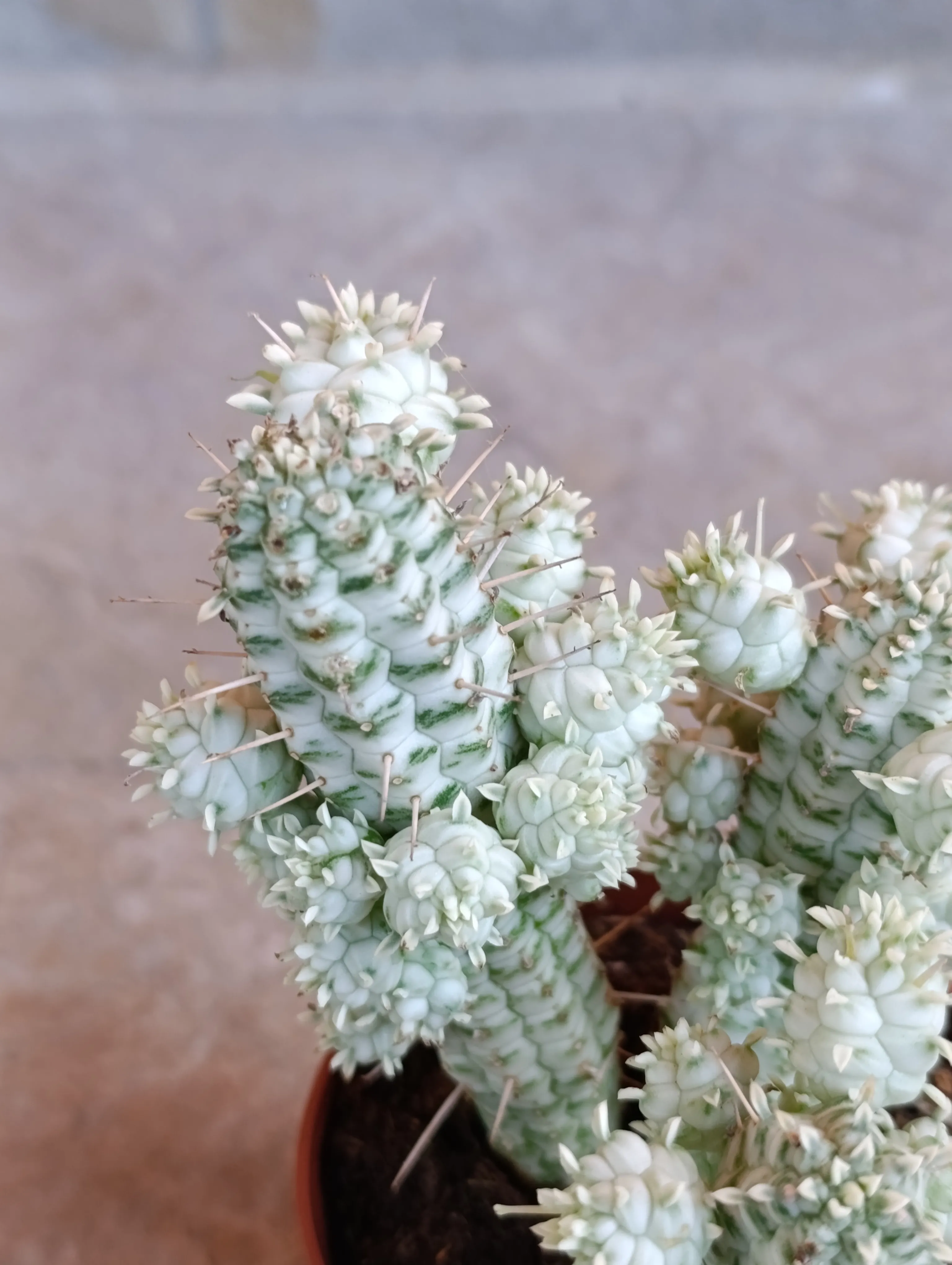 Euphorbia mammillaris