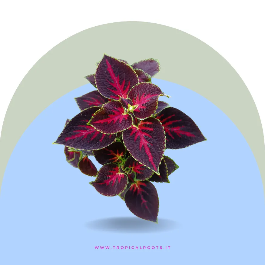 Coleus Red Arrow